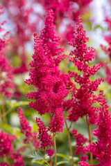 Closeup of flower spikes of Astilbe 'Fanal' in a garden in summer