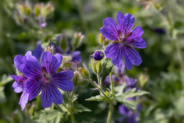 Flowers of Geranium × magnificum in a garden in summer