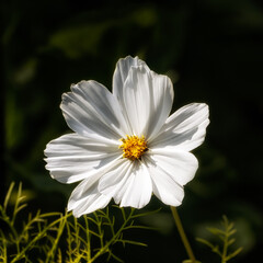 Fototapeta premium Closeup of single flower of Cosmos bipinnatus 'Purity' against a dark background