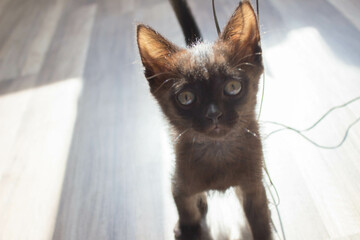Black kitten looking at the camera