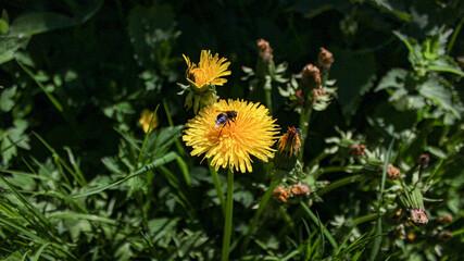 A bee collects dust from a dandelion