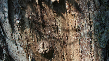 Texture background of an old tree with peeling bark
