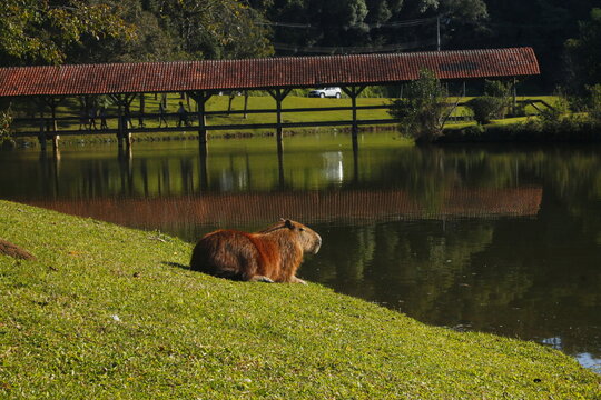 Capivara - Parque Tingui