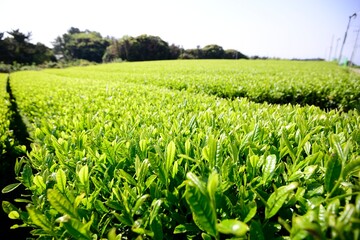 Early morning green tea fields in Jeju, South Korea