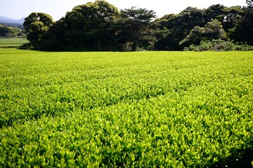 Fototapeta na wymiar Early morning green tea fields in Jeju, South Korea