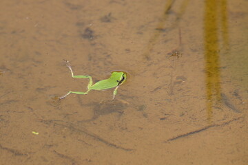 水田で浮かぶアマガエル　（高知県　本山町）