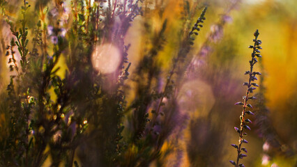 Fototapeta premium Macro de petites tiges de bruyères sauvages, aux pétales mauves. Elles ont été photographiées pendant le coucher du soleil