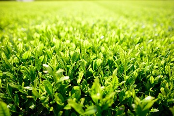 Early morning green tea fields in Jeju, South Korea