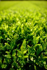 Early morning green tea fields in Jeju, South Korea