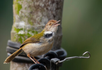 Common tailorbird close up Photo