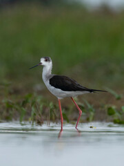 Beautiful black winged stilt Bird