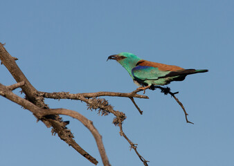 Colorful European roller Coracias garrulus on a branch.