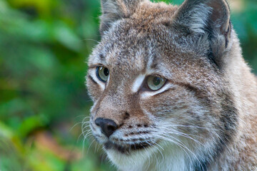 Naklejka premium Portrait of a Eurasian lynx with greenish background