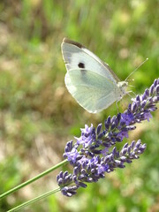 butterfly on a flower