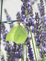 butterfly on lavender