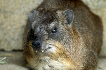 ケープハイラックス