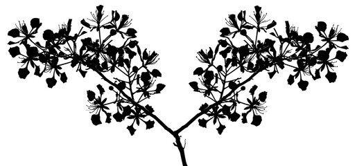 silhouette de fleurs de flamboyant exotique