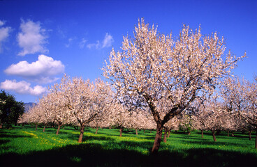 Naklejka premium Almendros en flor,Bunyola,,Mallorca,Baleares,España