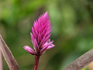 Close up of Celosia argentea, commonly known as the plumed cockscomb or silver cock's comb. This particular specie is the Celosia Argentea Intenz Dark Purple.