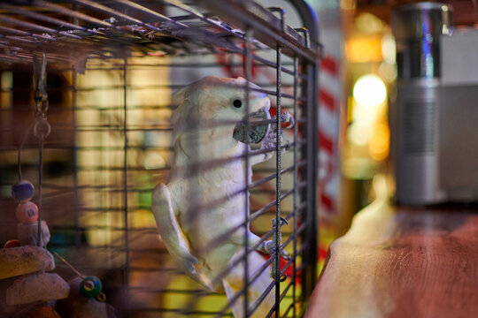 Cute white Cacatua cockatoo parrot in cage in cafe interior background, funny domestic bird