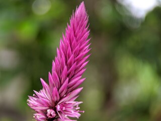 Close up of Celosia argentea, commonly known as the plumed cockscomb or silver cock's comb. This particular specie is the Celosia Argentea Intenz Dark Purple.