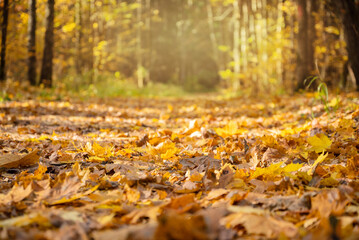 road in autumnal forest covered with fallen yellow leaves