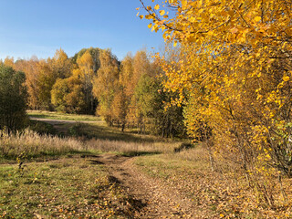 Winding dirt path covered with fallen yellow leaves in grove with golden leaves on trees, autumn landscape