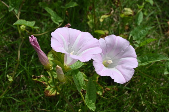 Green flowers along the road