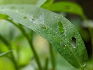 close-up and macro view of the water spinach plant with holes in it due to being eaten by insects