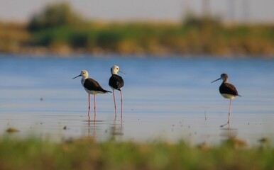 Black-winged Stilt (Himantopus himantopus) It is one of the common species on the banks of the Tigris River in Diyarbakır.
