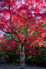Fototapeta premium 高野山（和歌山県伊都郡高野町）の紅葉