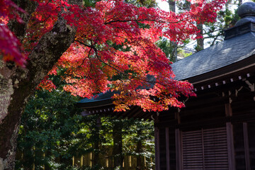 高野山（和歌山県伊都郡高野町）の紅葉
