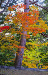 高野山（和歌山県伊都郡高野町）の紅葉