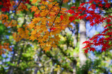 高野山（和歌山県伊都郡高野町）の紅葉