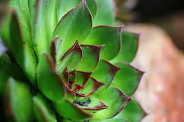 Sempervivum CHARAZDAE Rojnik  green succulent cactus
