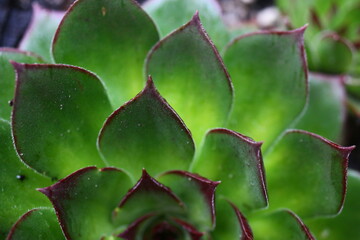 Sempervivum CHARAZDAE Rojnik  green succulent cactus