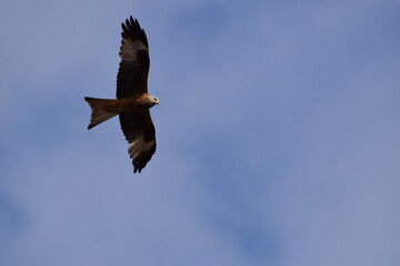 Red Kite in flight