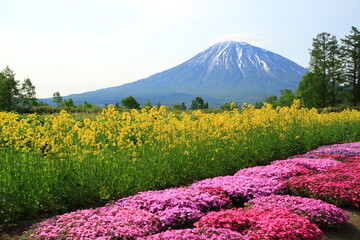 北海道　倶知安町の芝桜と羊蹄山
