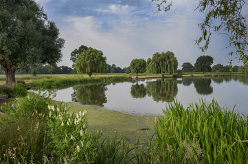 Fototapeta na wymiar Heron pond on a mid summers day