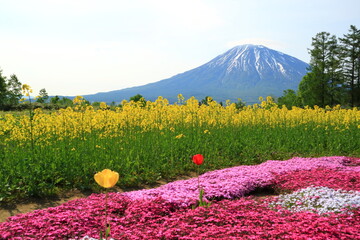 北海道　倶知安町の芝桜と羊蹄山
