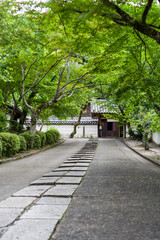 天野山金剛寺（大阪府河内長野市）の新緑