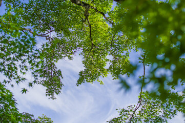 天野山金剛寺（大阪府河内長野市）の新緑