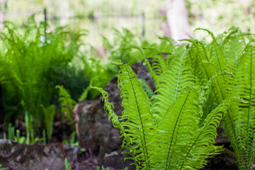 Beautiful juicy fern leaves in the spring park. Green foliage on a sunny day. The background of nature in sunlight. Selective focus.