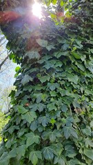 sunlight through the leaves