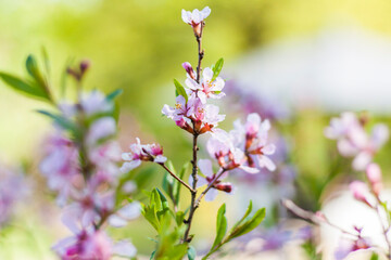 Cherry, sakura. The tree is in bloom. Spring flowering season. Nature and gardens. Background for flower design. Space for copying. Selective focus.