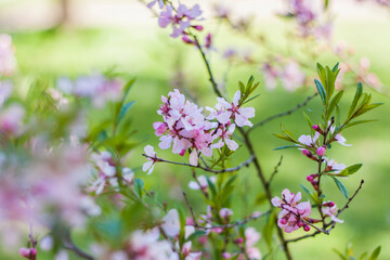 Cherry, sakura. The tree is in bloom. Spring flowering season. Nature and gardens. Background for flower design. Space for copying. Selective focus.