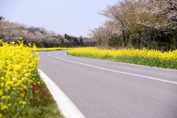Canola flowers in Noksan-ro, Jeju, South Korea, people and cars look at them.