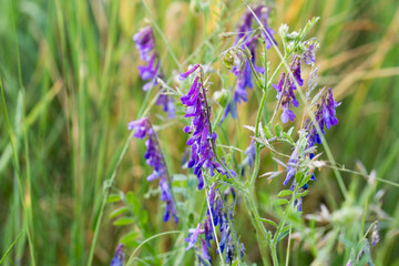 Vicia villosa, the hairy vetch violet flowers closeup selective focus
