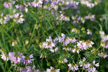 Securigera varia, purple crown vetch pink flowers closeup selective focus