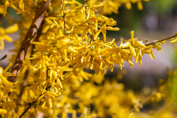 A shrub with bright yellow flowers. Close-up with a copy of the space, using the natural landscape as the background. Natural wallpaper. Selective focus.